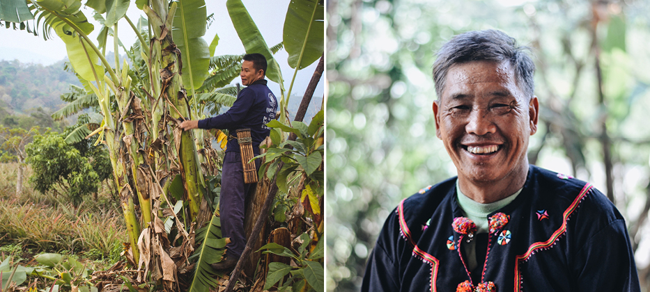 Thailand &ndash; Hilltribes Forestry and Agroforestry