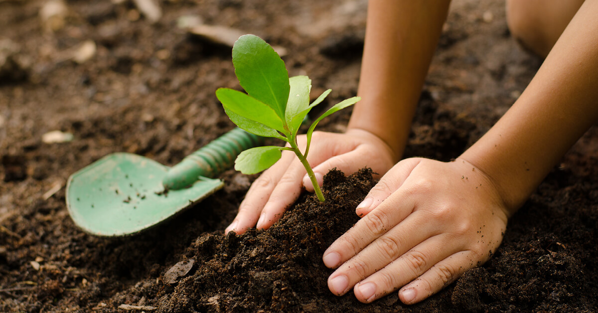 Planting tree in soil